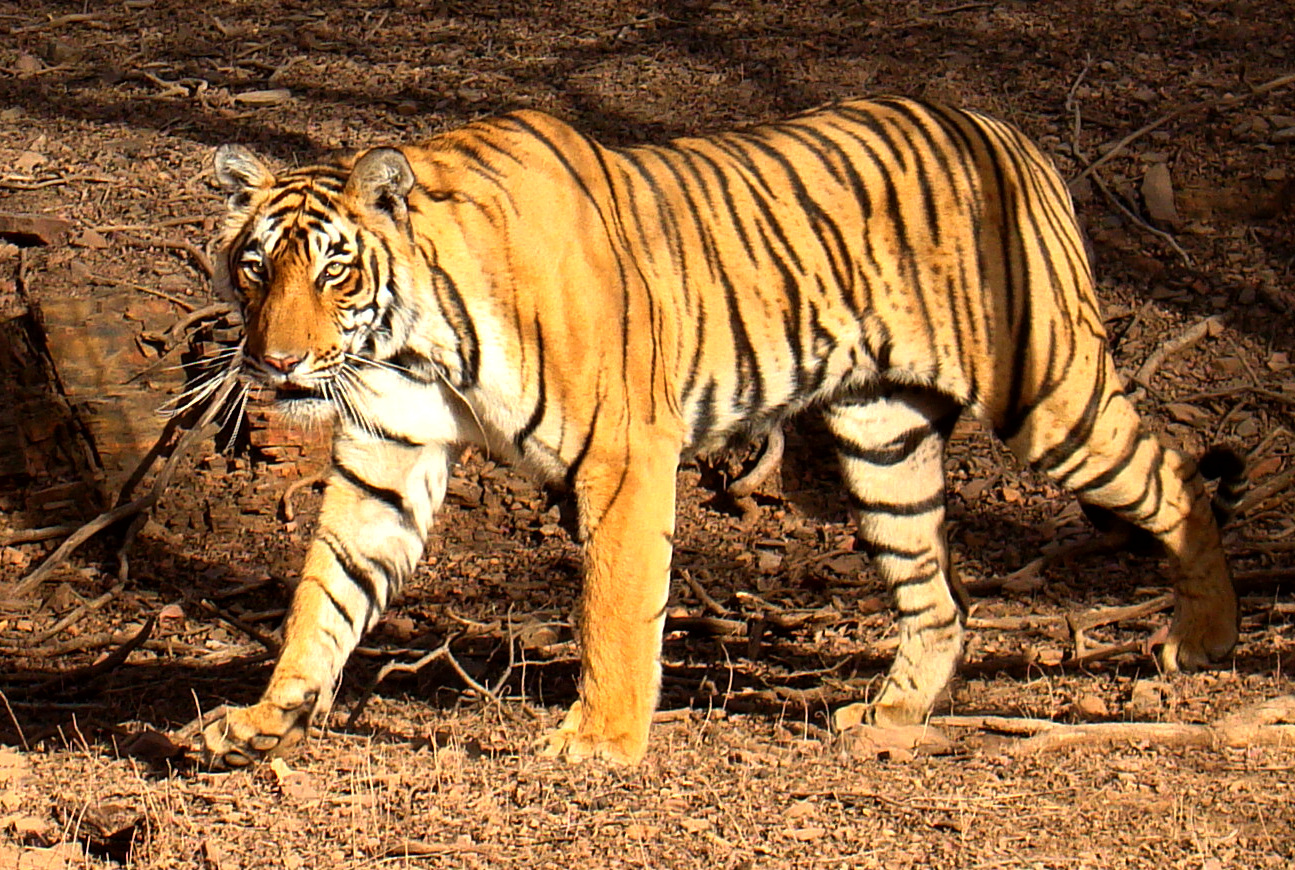 गूलर खोह जलप्रपात (माधव वन क्षेत्र)