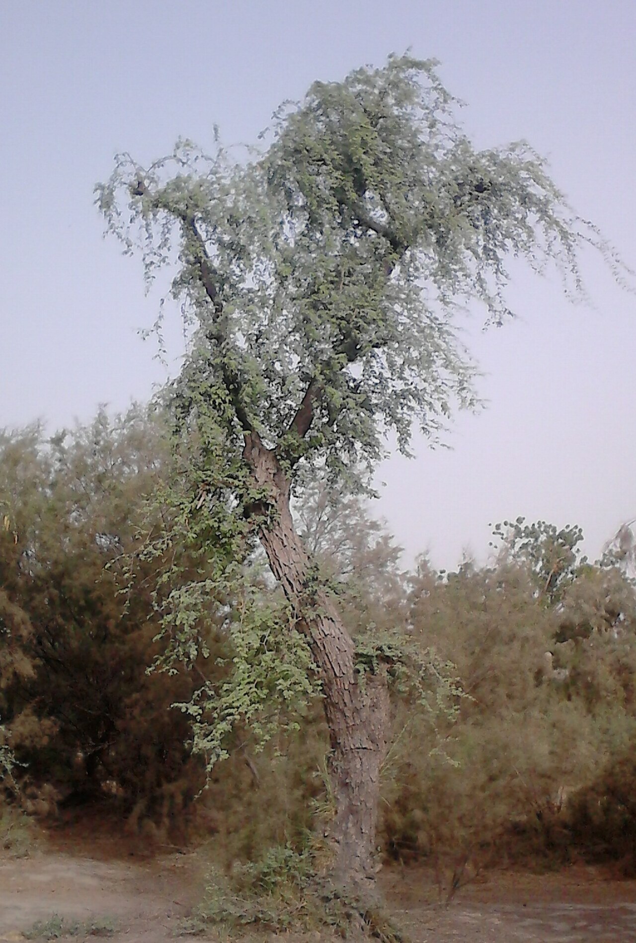 Kuno River Pohari Fringe Nature Confluence